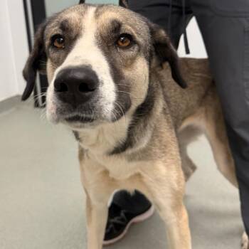 Winnie -  Anatolian Shepherd Dog for Adoption in Abilene, Texas - Winnie | PetCurious