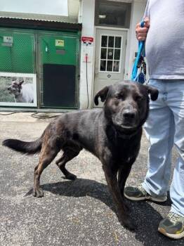 Rescue Mixed Breed Dogs for Adoption in Pomona, New York - Achilles | PetCurious