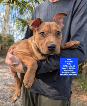 Terrier Dogs Available for Adoption - Riker | PetCurious