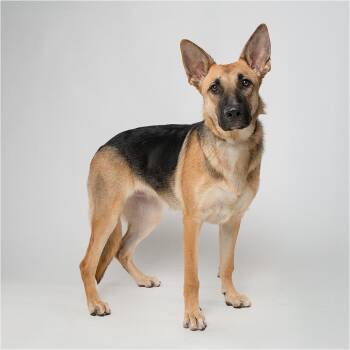 Gloria -  German Shepherd Dog Dog for Adoption in Palm Springs, California - Gloria | PetCurious