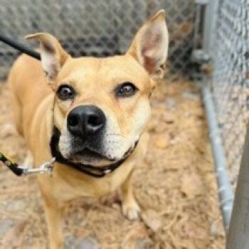 Rescue Mixed Breed Dogs for Adoption in Newark, New Jersey - Piper | PetCurious