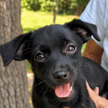 Becky -  Shih Tzu and Chihuahua Dog for Adoption in Princeton, Massachusetts - Becky | PetCurious