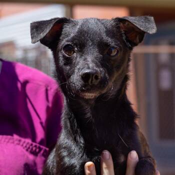 Baxter -  Chihuahua Dog for Adoption in Redwood Valley, California - Baxter | PetCurious