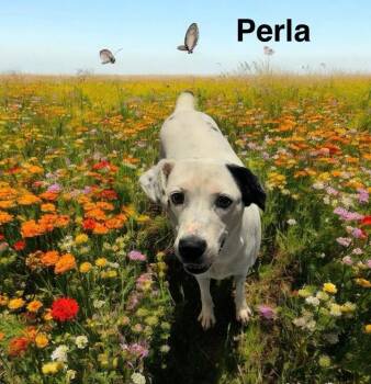 Rescue Labrador Retriever Dogs for Adoption in Eloise, Florida - Perla | PetCurious