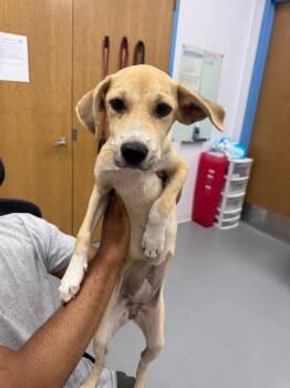 Scout (Sx3) -  Hound Dog for Adoption in Hartsville, South Carolina - Scout (Sx3) | PetCurious