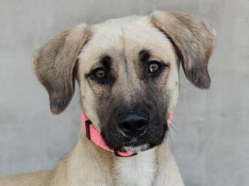 Zuzu -  Mixed Breed Dog for Adoption in Longmont, Colorado - Zuzu | PetCurious
