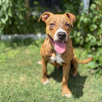 Toodles 26-06-023 -  Pit Bull Terrier Dog for Adoption in Bastrop, Texas - Toodles 26-06-023 | PetCurious