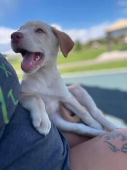 Sunny -  Labrador Retriever and Pit Bull Terrier Dog for Adoption in Midway, Utah - Sunny | PetCurious