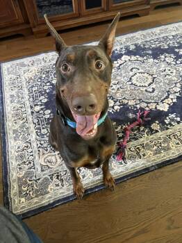 Eros -  Doberman Pinscher Dog for Adoption in Pearland, Texas - Eros | PetCurious