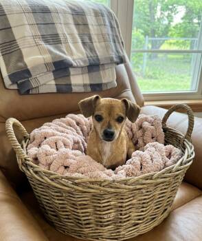 **TINA** -  Chihuahua Dog for Adoption in North Prairie, Wisconsin - **TINA** | PetCurious