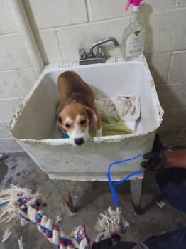 Jenna -  Beagle Dog for Adoption in Irwin, Pennsylvania - Jenna | PetCurious