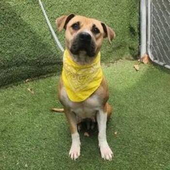 American Staffordshire Terrier Dogs Available for Adoption in Oak Point, Texas - Coco | PetCurious