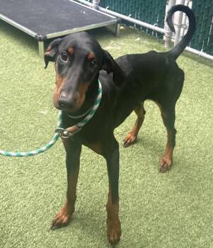 Lulu -  Mixed Breed Dog for Adoption in New York, New York - Lulu | PetCurious