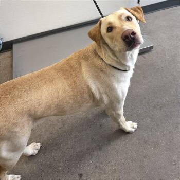 Mixed Breed Dogs Available for Adoption in Las Cruces, New Mexico - Sammy Fat Boy | PetCurious