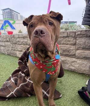 Shar Pei Dogs Available for Adoption in Carrollton, Texas - Bobby | PetCurious