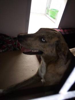 Lola Bean -  Catahoula Leopard Dog Dog for Adoption in Cleveland, Tennessee - Lola Bean | PetCurious