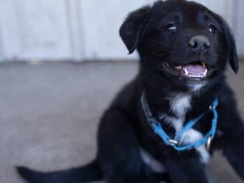 Bishop -  Australian Shepherd and Black Labrador Retriever Dog for Adoption in Republic, Washington - Bishop | PetCurious