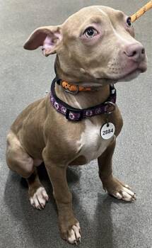 VIOLA -  Pit Bull Terrier Dog Available for Adoption - VIOLA | PetCurious