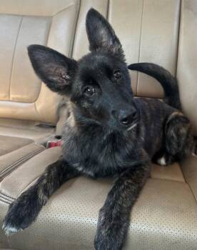 German Shepherd Dog and Belgian Shepherd Malinois Dogs Available for Adoption in Delray Beach, Florida - Stevie  | PetCurious