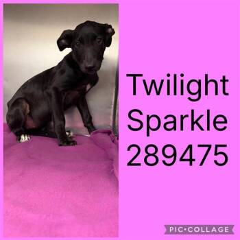 TWIGHLIGHT SPARKLE -  Mixed Breed Dog for Adoption in Macon, Georgia - TWIGHLIGHT SPARKLE | PetCurious