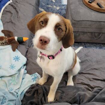 Brittany Spaniel and Wire Fox Terrier Dogs Available for Adoption in La Grange, Kentucky - Lucy | PetCurious