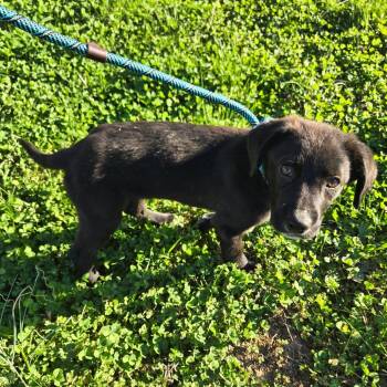 Black Labrador Retriever Dogs Available for Adoption - Arlowe | PetCurious