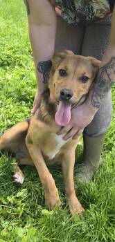 Princess Rollie -  German Shepherd Dog Dog Available for Adoption in Salamanca, New York - Princess Rollie | PetCurious