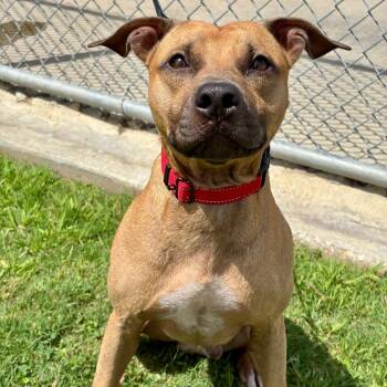 Rescue American Staffordshire Terrier and Mixed Breed Dogs for Adoption in League City, Texas - Sam | PetCurious