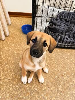Palmer June -  Mixed Breed Dog for Adoption in Kenosha, Wisconsin - Palmer June | PetCurious