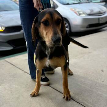 Roo - Chino Hills Location -  Hound Dog for Adoption in Chino Hills, California - Roo - Chino Hills Location | PetCurious