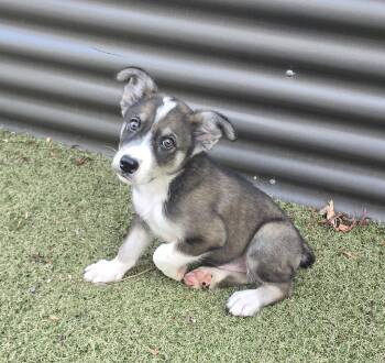 Marble -  Husky and Australian Shepherd Dog for Adoption in Apache Junction, Arizona - Marble | PetCurious
