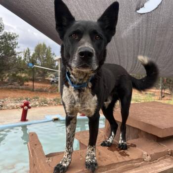 Erebus -  Cattle Dog and Mixed Breed Dog for Adoption in Kanab, Utah - Erebus | PetCurious