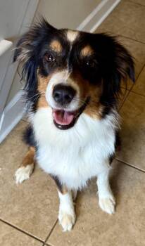 Australian Shepherd Dogs Available for Adoption - Twyla | PetCurious