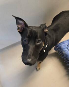 TOAST -  German Shepherd Dog and Mixed Breed Dog for Adoption in Kent, Washington - TOAST | PetCurious