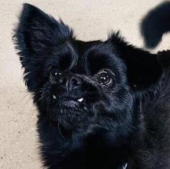 Chihuahua Dogs Available for Adoption in Egg Harbor City, New Jersey - Axel  | PetCurious