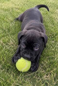 French Bulldog and Staffordshire Bull Terrier Dogs Available for Adoption in Corona, California - Ezra | PetCurious