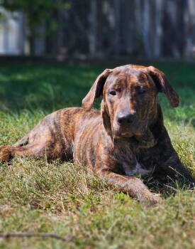 Labrador Retriever and Pit Bull Terrier Dogs Available for Adoption in Huntington, Indiana - Koda | PetCurious