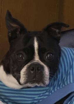 Twila in KS -  Boston Terrier Dog Available for Adoption - Twila In KS | PetCurious