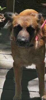 Coolatta -  Chow Chow Dog for Adoption in Cambridge, Maryland - Coolatta | PetCurious