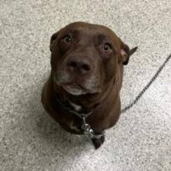 Samantha Blue -  Chocolate Labrador Retriever and Mixed Breed Dog for Adoption in Cedar Rapids, Iowa - Samantha Blue | PetCurious