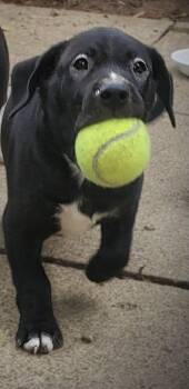 Miggs -  Labrador Retriever Dog for Adoption in New Albany, Ohio - Miggs | PetCurious