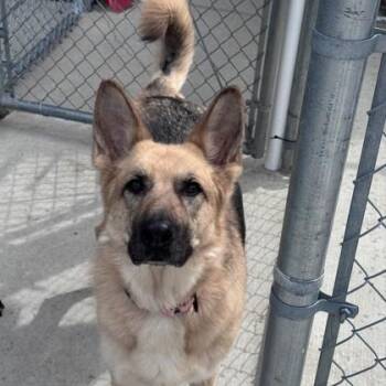 Dazzle -  German Shepherd Dog Dog for Adoption in Hackensack, Minnesota - Dazzle | PetCurious