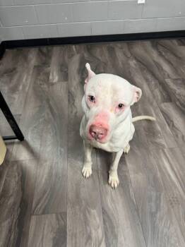 Pit Bull Terrier Dogs Available for Adoption - Wilmington | PetCurious