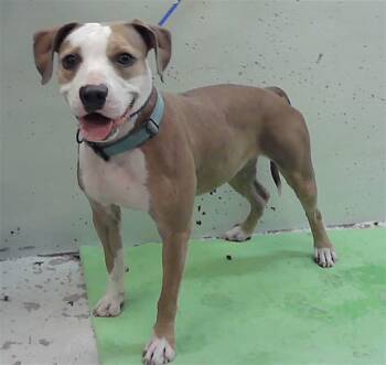 LOLA -  American Staffordshire Terrier and Mixed Breed Dog for Adoption in Houston, Texas - LOLA | PetCurious
