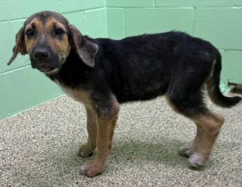 Marmalade -  Shepherd and Mixed Breed Dog for Adoption in Park Row, Texas - Marmalade | PetCurious