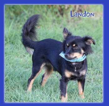 Rescue Chihuahua and Spaniel Dogs for Adoption in Cranston, Rhode Island - Landon In TX | PetCurious