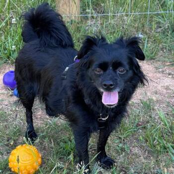 Lola -  Chihuahua and Lhasa Apso Dog for Adoption in Richmond, Virginia - Lola | PetCurious