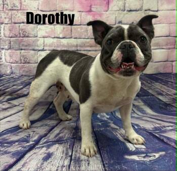 Dorothy -  French Bulldog Dog for Adoption in Quincy, Michigan - Dorothy | PetCurious