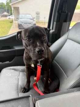 Mixed Breed Dogs Available for Adoption in Alamo, Tennessee - Girlfriend | PetCurious