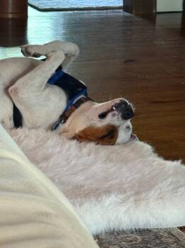 Rescue American Bulldog Dogs for Adoption in Dalton, Georgia - Max | PetCurious